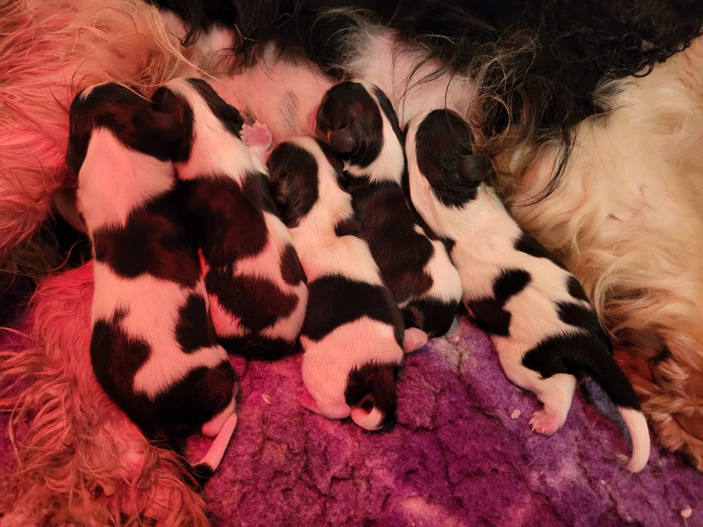 Du Millésime Champenois - Chiots disponibles - Cavalier King Charles Spaniel