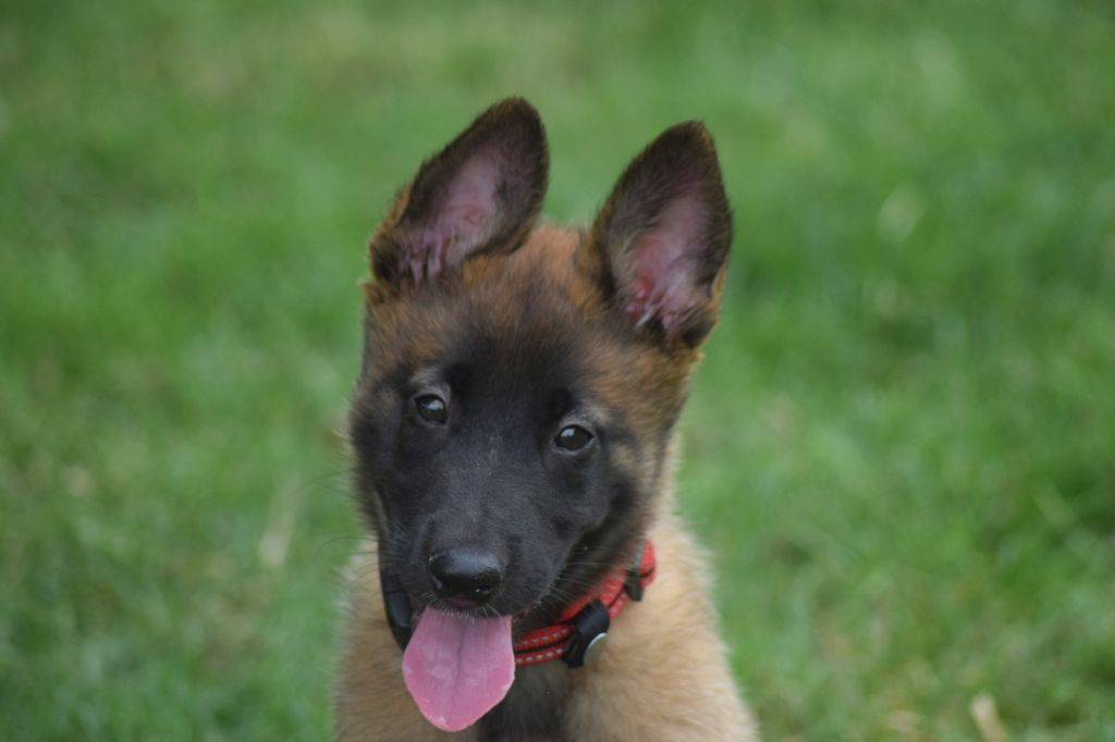 Chiot Berger Belge Du Millésime Champenois