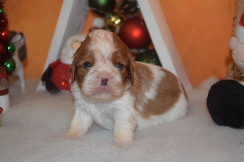 Du Millésime Champenois - Chiots disponibles - Cavalier King Charles Spaniel