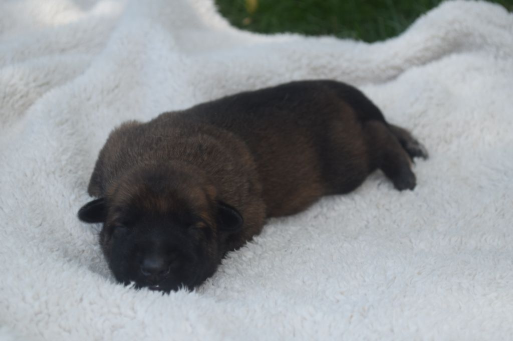 Du Millésime Champenois - Chiots disponibles - Berger Belge