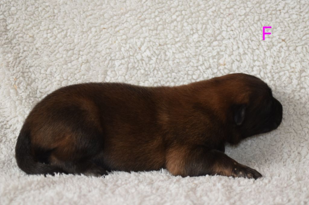 Du Millésime Champenois - Chiots disponibles - Berger Belge