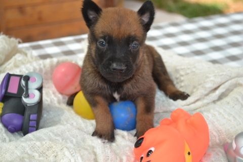 Du Millésime Champenois - Berger Belge - Portée née le 22/06/2015