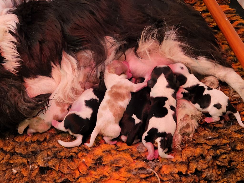 Du Millésime Champenois - Chiots disponibles - Cavalier King Charles Spaniel
