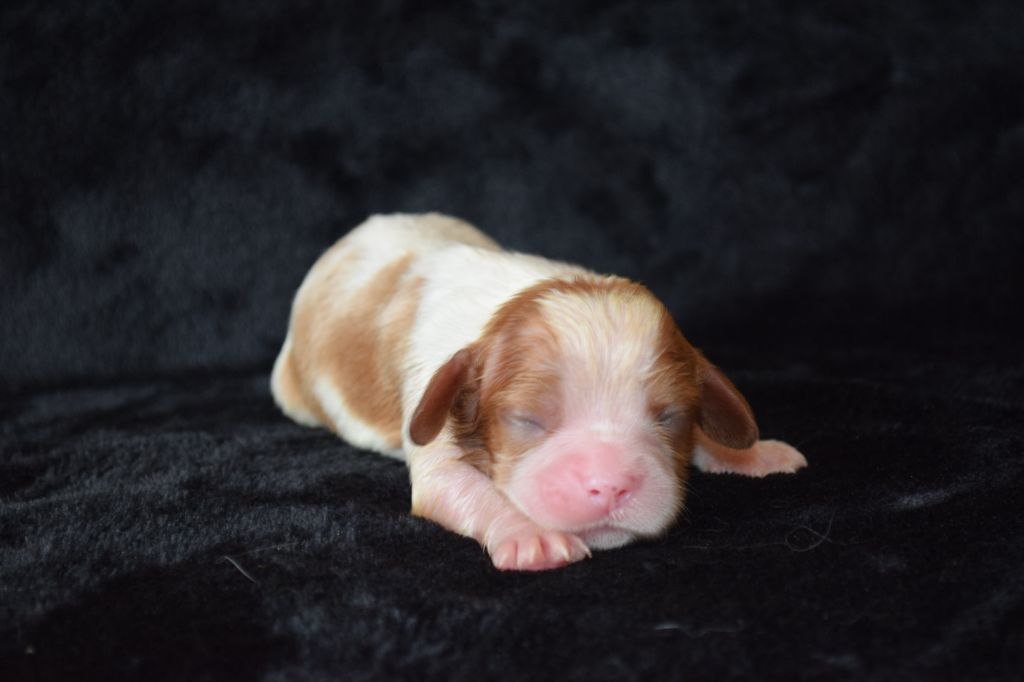 Du Millésime Champenois - Chiots disponibles - Cavalier King Charles Spaniel