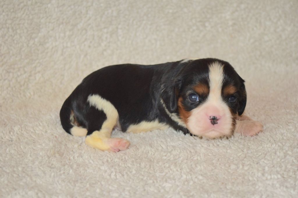 Du Millésime Champenois - Chiots disponibles - Cavalier King Charles Spaniel