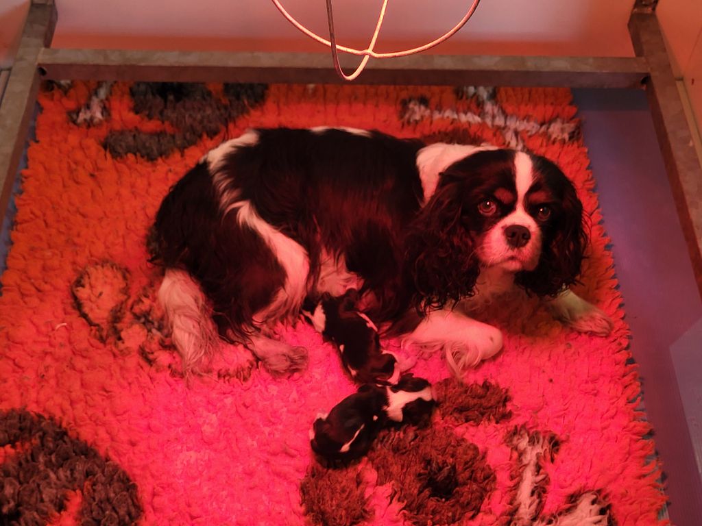 Du Millésime Champenois - Cavalier King Charles Spaniel - Portée née le 13/11/2025