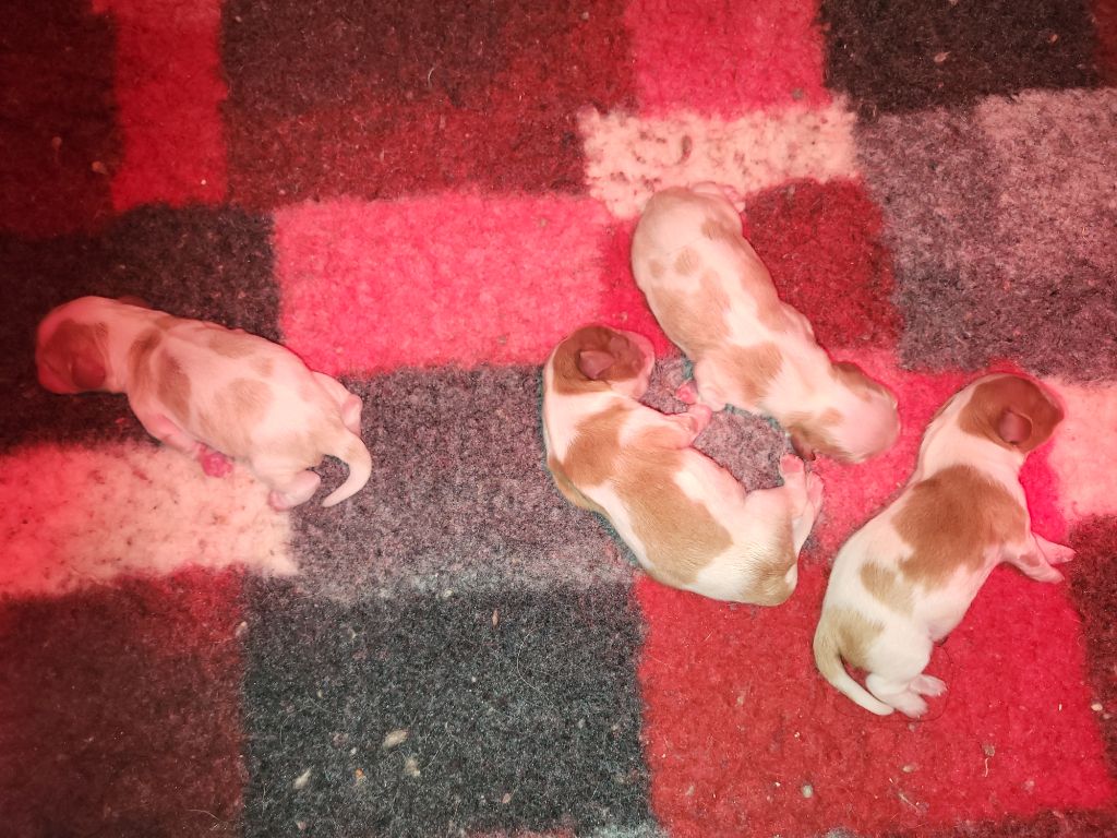 Chiot Cavalier King Charles Spaniel Du Millésime Champenois