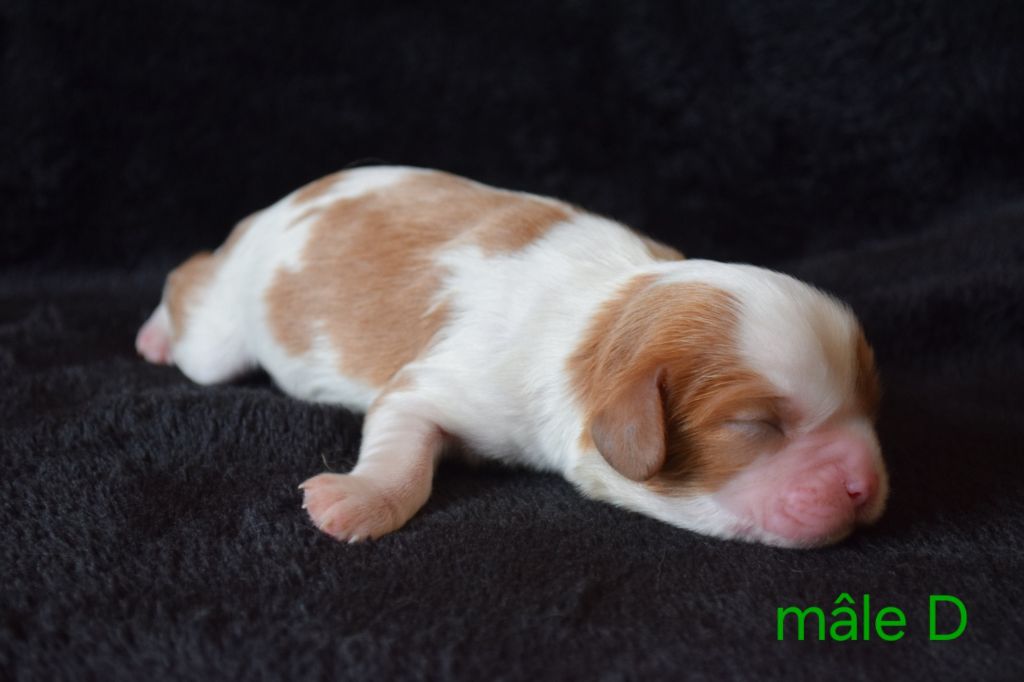 Du Millésime Champenois - Chiots disponibles - Cavalier King Charles Spaniel