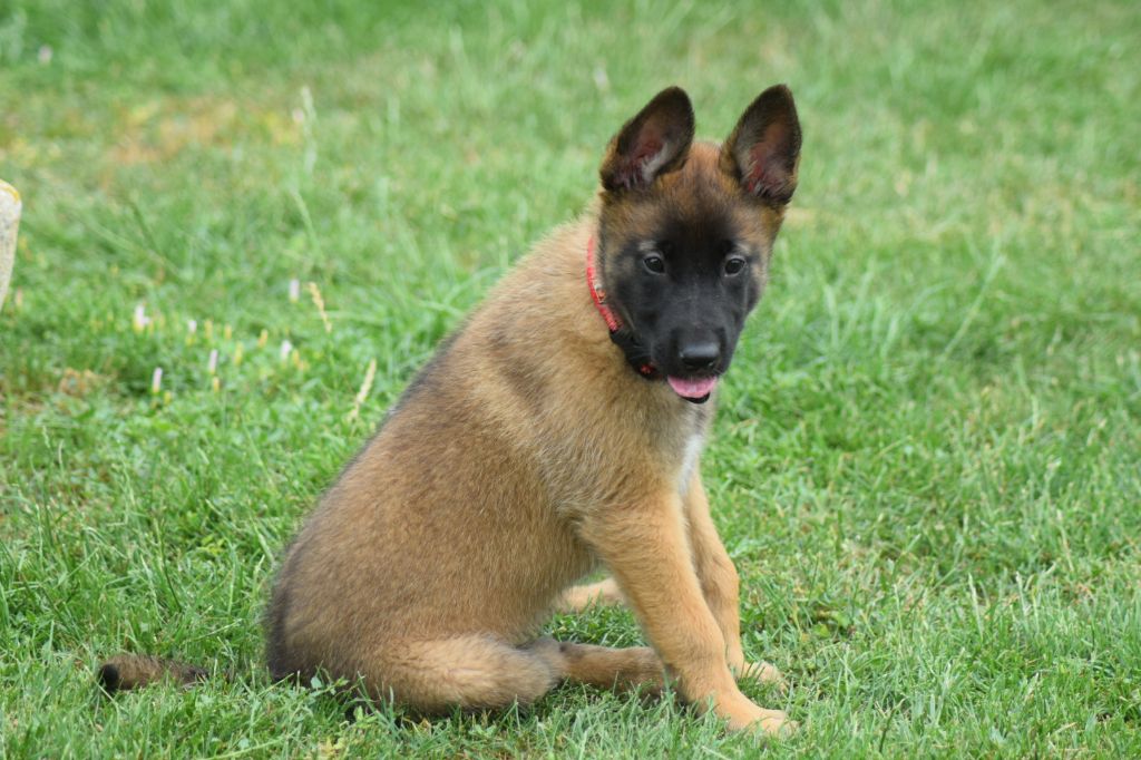 Chiot Berger Belge Du Millésime Champenois
