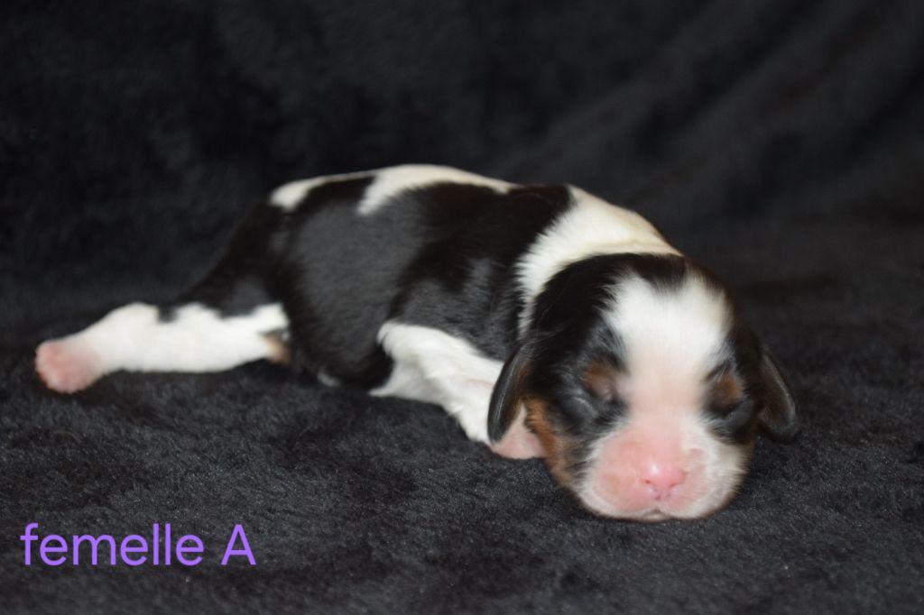 Du Millésime Champenois - Chiots disponibles - Cavalier King Charles Spaniel